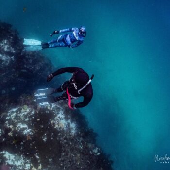 Cape Town Dive Centre CAPE TOWN FREEDIVING