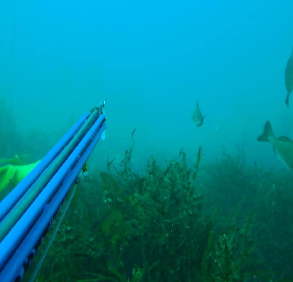 Instructor Spearfishing in great african kelp forest