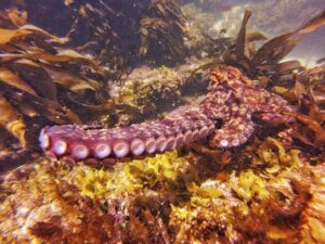 MALDIVES Cape Town Dive Centre CAPE TOWN FREEDIVING AFRICA