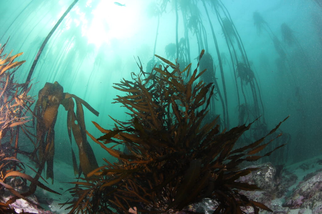 Sea Point Kelp Forest Cape Town