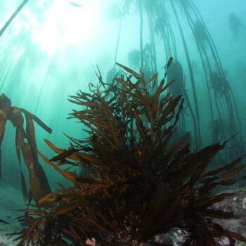 Sea Point Kelp Forest Cape Town