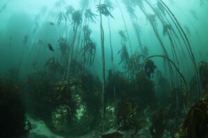 Cape Town Dive Centre Kelp Forest