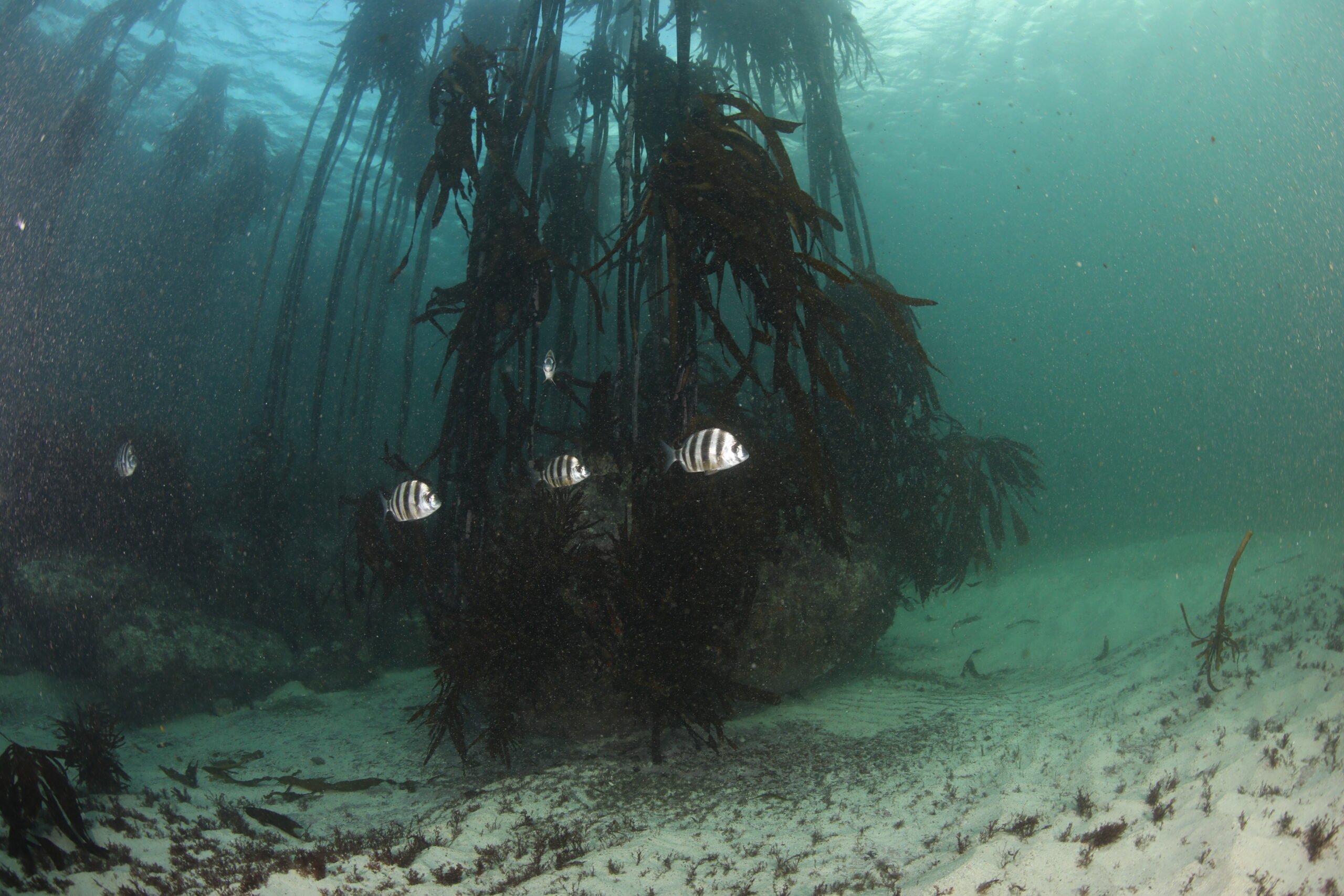 Cape Town Dive Centre Great African Kelp Forest