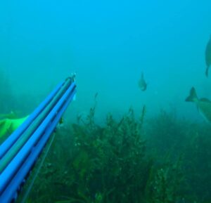 MALDIVES Cape Town Dive Centre CAPE TOWN FREEDIVING AFRICA