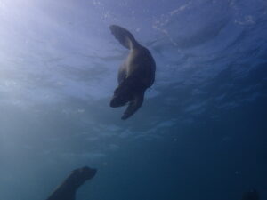 MALDIVES Cape Town Dive Centre CAPE TOWN FREEDIVING AFRICA