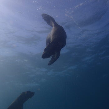 MALDIVES Cape Town Dive Centre CAPE TOWN FREEDIVING AFRICA