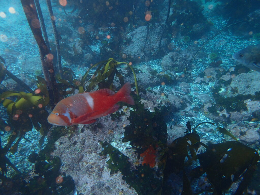 MALDIVES Cape Town Dive Centre CAPE TOWN FREEDIVING AFRICA