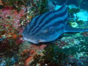Pajama Shark