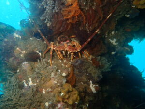 MALDIVES Cape Town Dive Centre CAPE TOWN FREEDIVING AFRICA