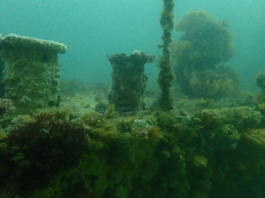 Cape Town Dive Centre CAPE TOWN FREEDIVING AFRICA