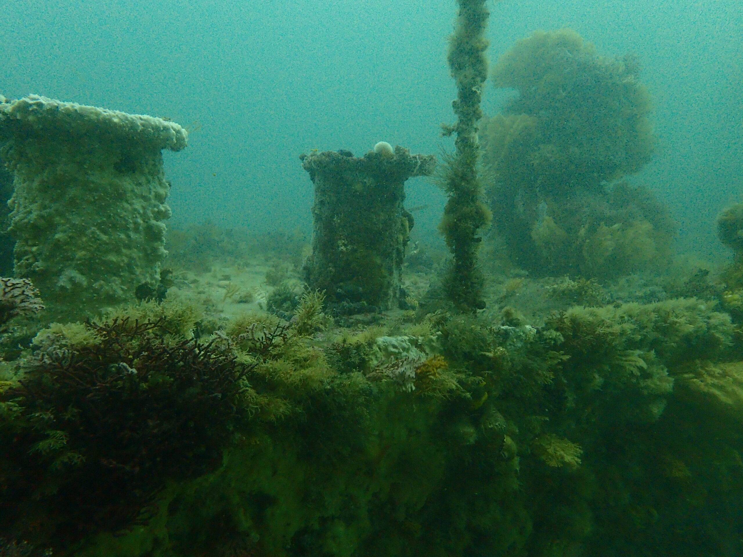 Cape Town Dive Centre CAPE TOWN FREEDIVING AFRICA