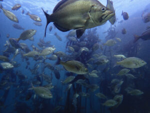 Cape Town Dive Centre CAPE TOWN FREEDIVING