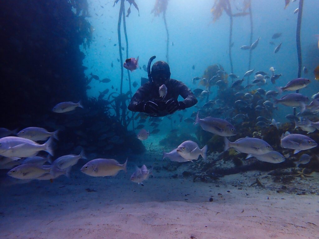 Kelp Freediving Cape Town Cape Town Dive Centre