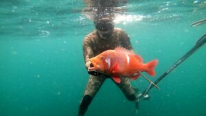 Cape Town Dive Centre
