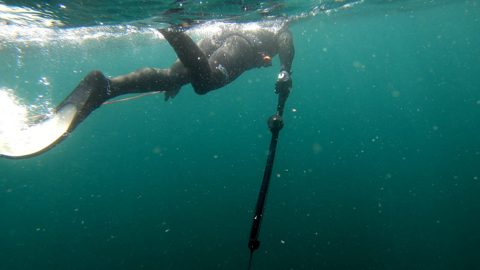 Spearfishing Cape Town Kelp Forest