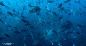MALDIVES Cape Town Dive Centre CAPE TOWN FREEDIVING AFRICA