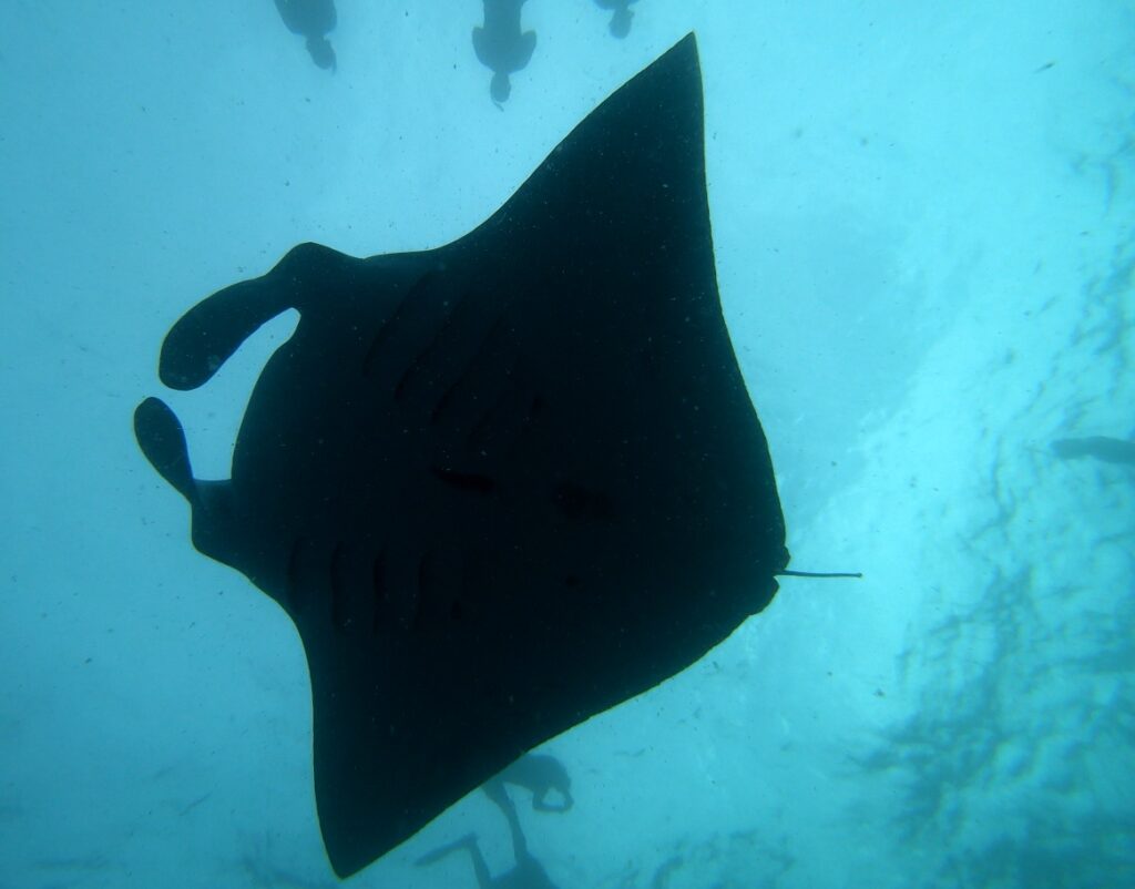 Cape Town Dive Centre CAPE TOWN FREEDIVING AFRICA