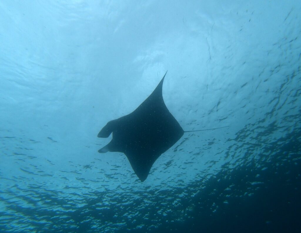 Cape Town Dive Centre CAPE TOWN FREEDIVING AFRICA