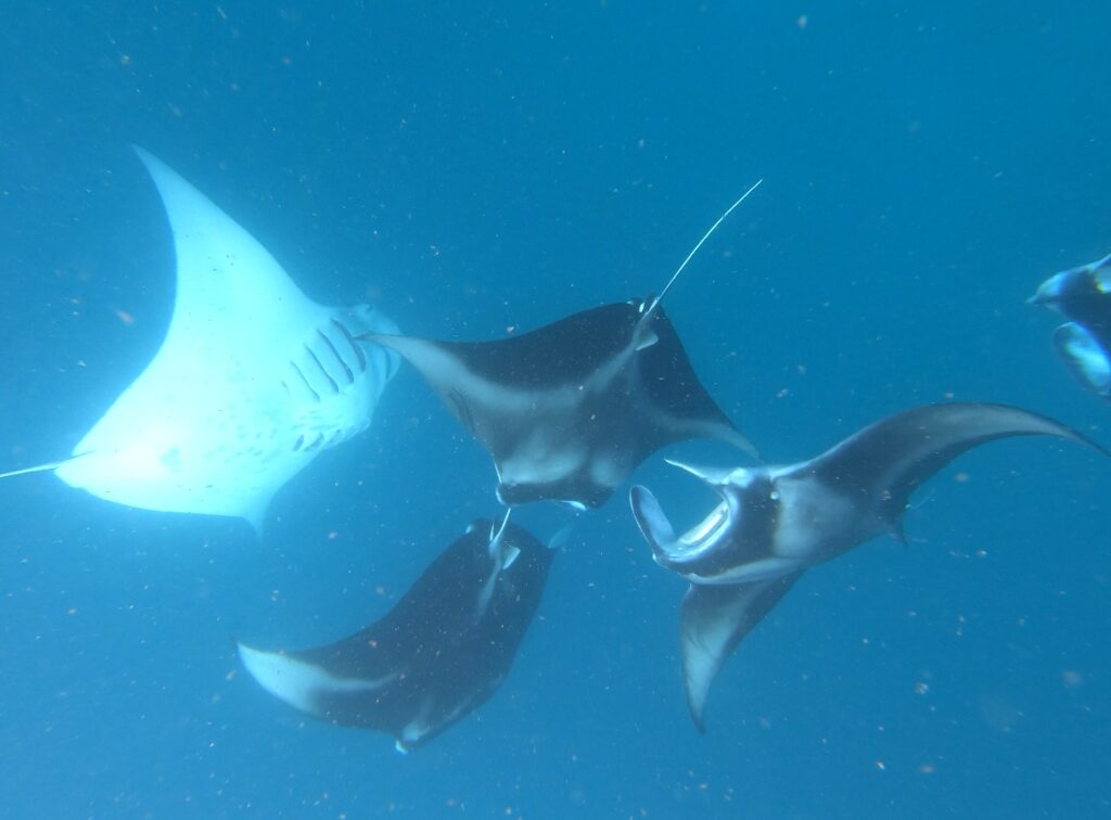 MANTAS Cape Town Dive Centre CAPE TOWN FREEDIVING AFRICA