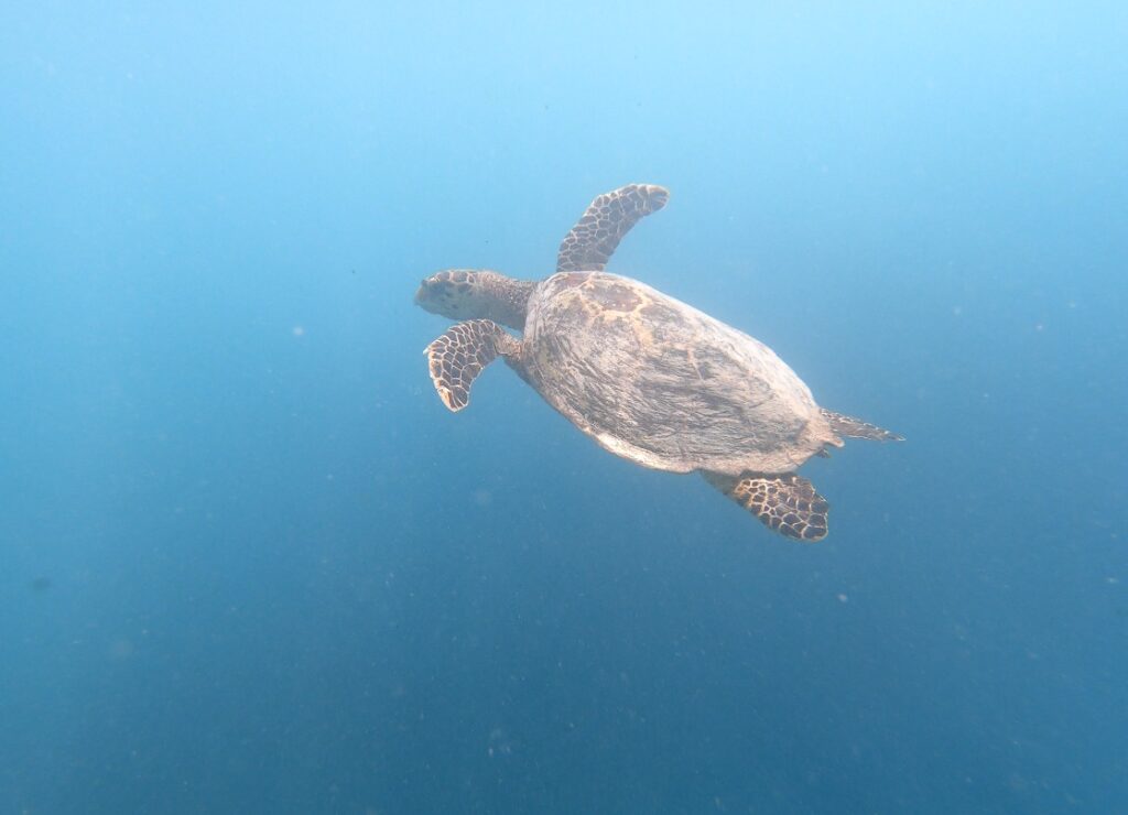 MALDIVES Cape Town Dive Centre CAPE TOWN FREEDIVING AFRICA