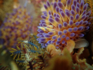 Nudibranch 1