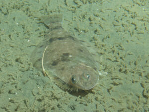 Sole Fish