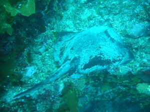 stingray