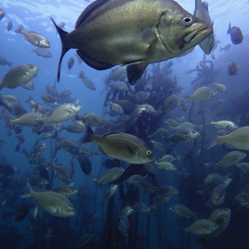 Cape Town Dive Centre CAPE TOWN FREEDIVING