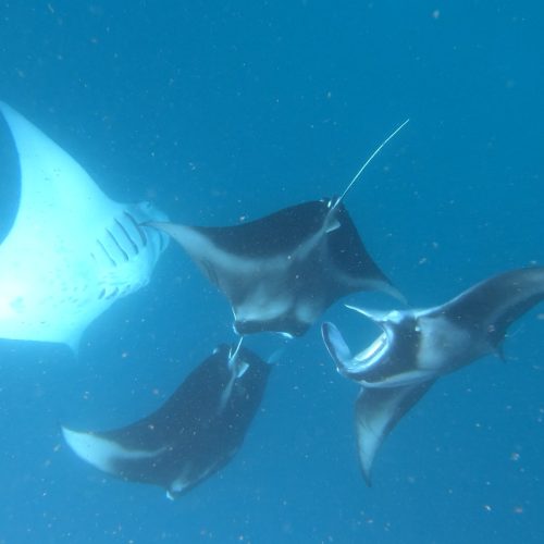 Cape Town Dive Centre CAPE TOWN FREEDIVING MALDIVES